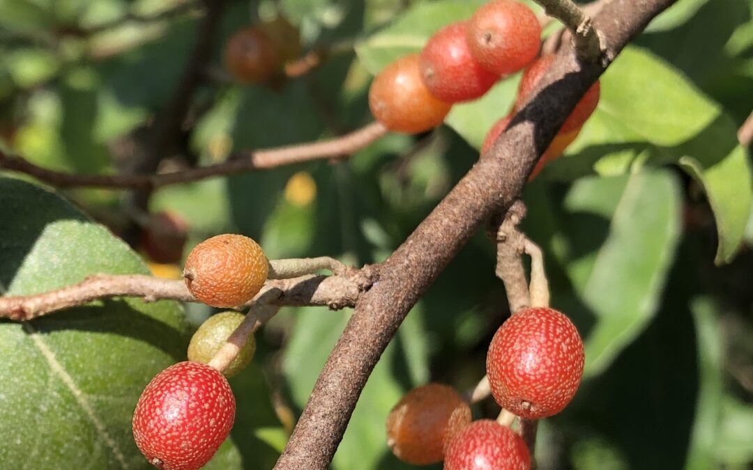 Lessons from Autumn Olive