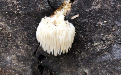 Working with Lion’s Mane Mushroom