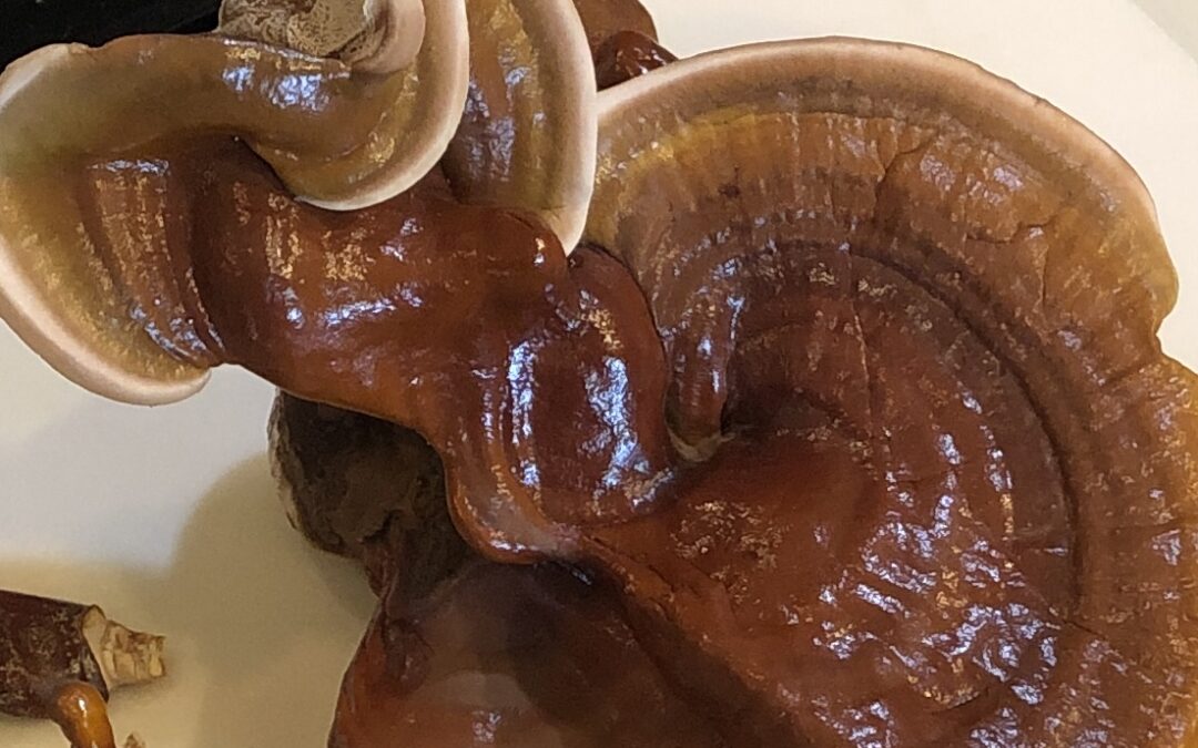 Making Reishi Mushroom Extract