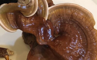 Making Reishi Mushroom Extract